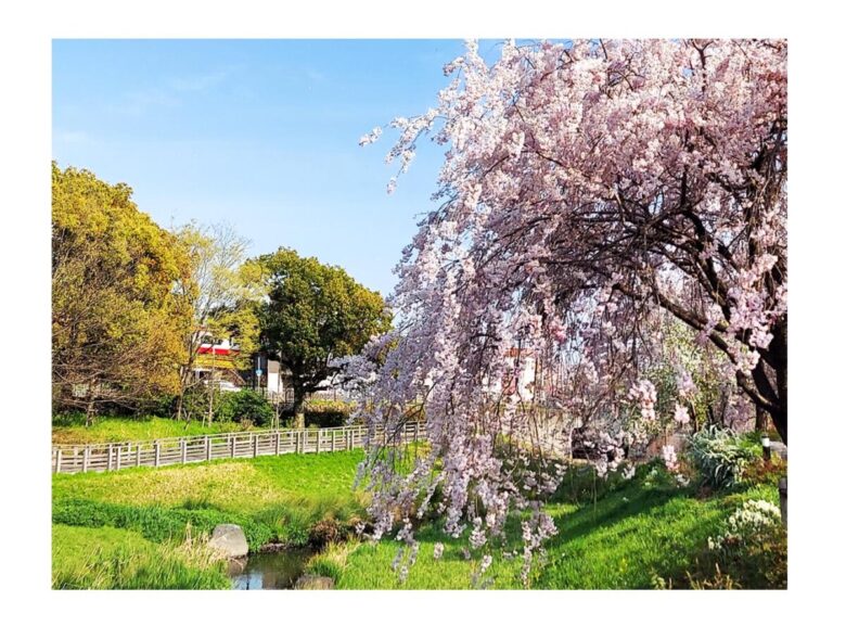 《ロケーション撮影》桜が開花し、まつりも開催され、活気ある春のウェディングシーズン到来です♪